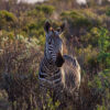 Reisepodcast #43 Südafrika: Garden Route, Zederberge, Tierreservate