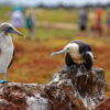 Reisepodcast Die Urlaubsmacher #49 Galapagos-Inseln